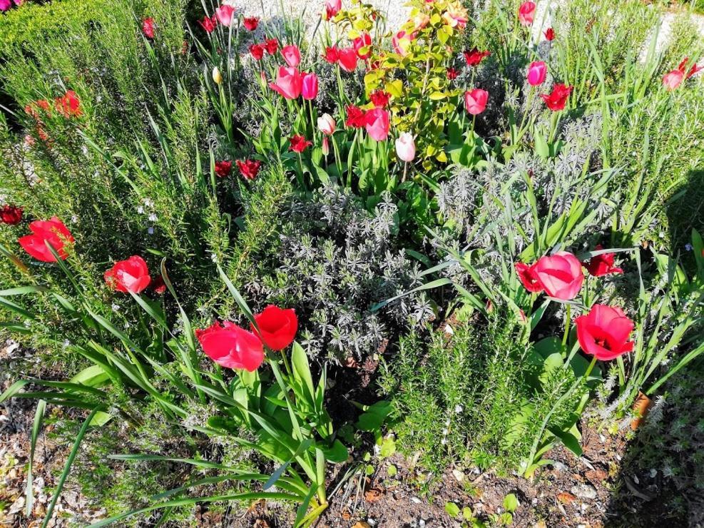 Bourg-Charente Le Domaine Des Platanes Bed & Breakfast エクステリア 写真